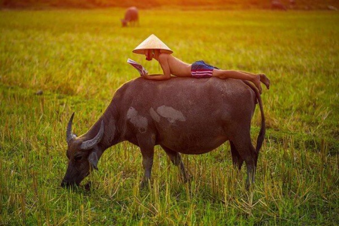 Mơ thấy đi chăm trâu mang đến nhiều điều may mắn