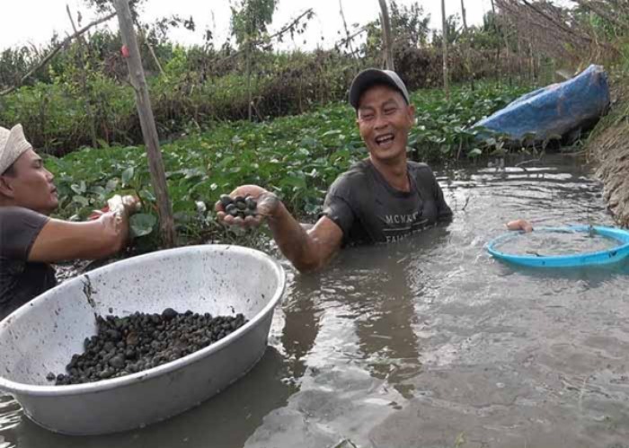 Ngủ mơ thấy bắt được ốc chết chứng tỏ bạn đang gặp vấn đề trong công việc