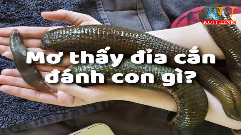 Mơ thấy đỉa cắn đánh con gì