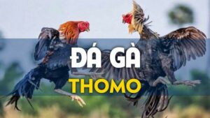 Tìm hiểu về đá gà trực tiếp Thomo 24/7 hôm nay 