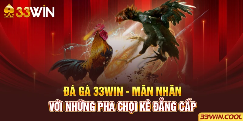 Đá gà 33win - Mãn nhãn với những pha chọi kê đẳng cấp