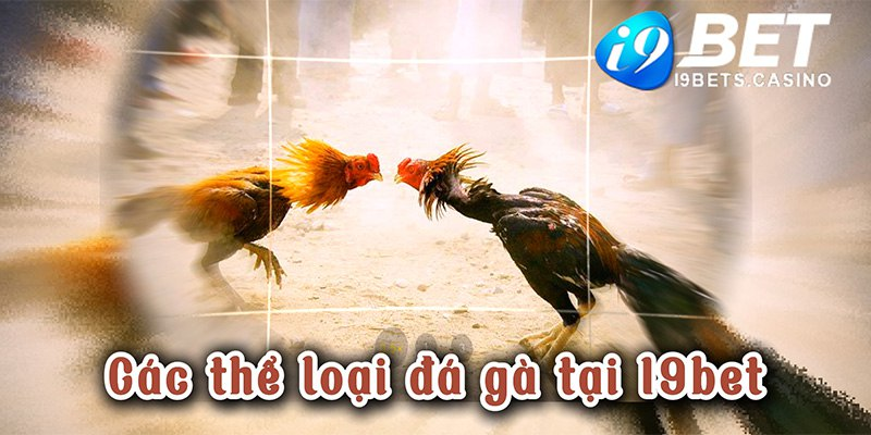 Các thể loại đá gà I9bet