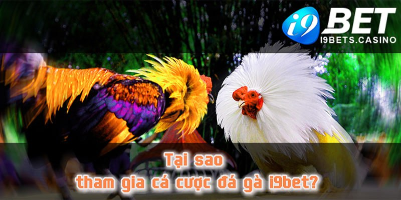 Tại sao tham gia cá cược đá gà I9bet?